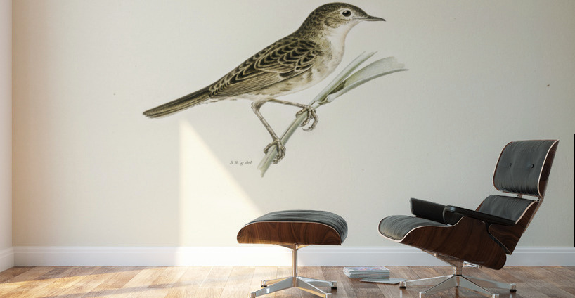 Locustella naevia Wall Murals