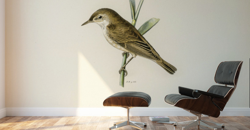 Red warbler Acrocephalus streperus Wall Murals
