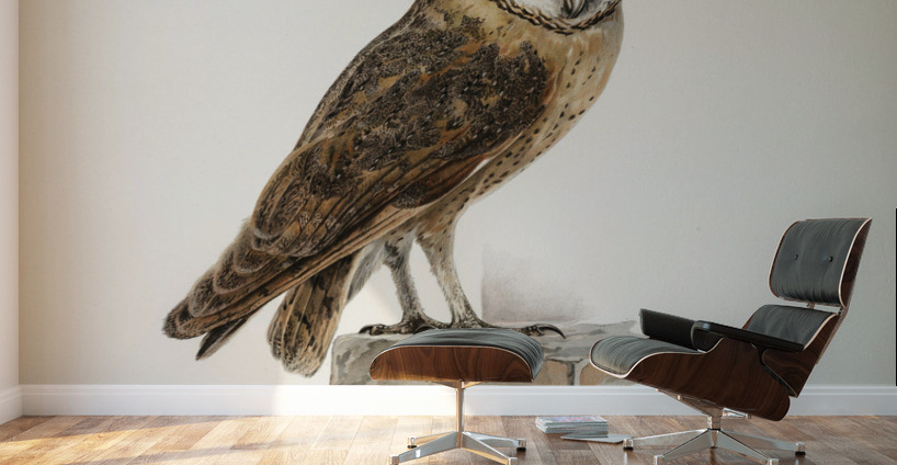 Tyto alba guttata owl Wall Murals
