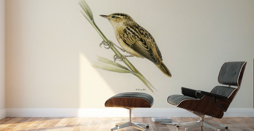 Aquatic warbler Acrocephalus aquaticus Wall Murals