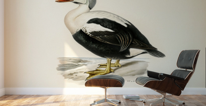 Somateria spectabilis Wall Murals