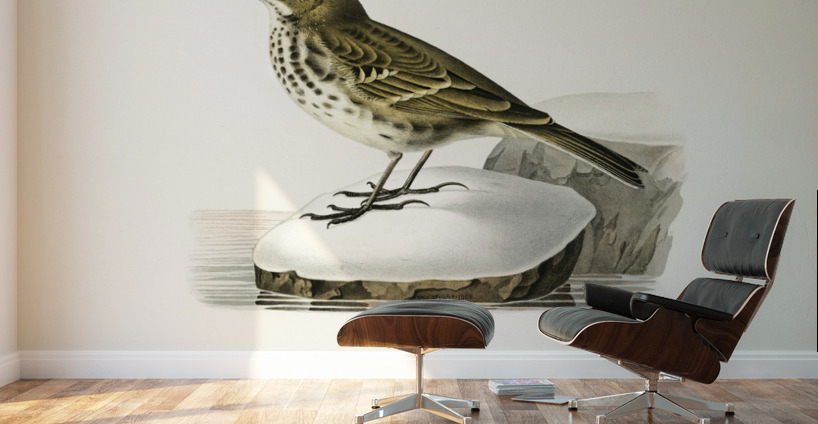 Water pipit Anthus spinoletta rupestris Wall Murals