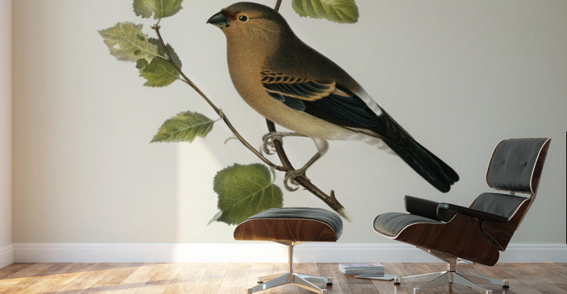 Eurasian Bullfinch Pyrrhula pyrrhula Wall Murals