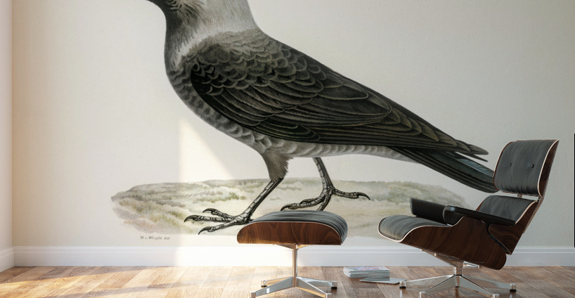 Coloeus monedula Wall Murals