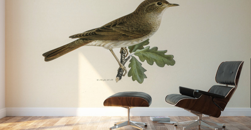 Thrush Nightingale Luscinia luscinia Wall Murals