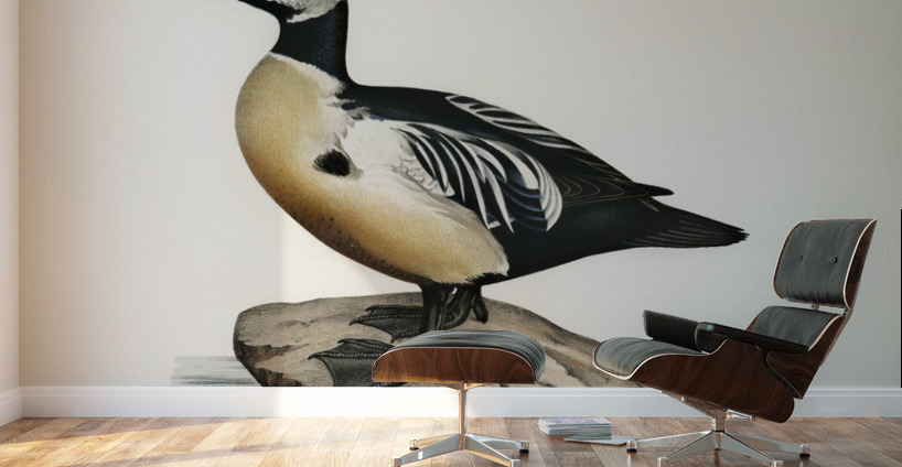 Eniconetta stelleri ♂ Wall Murals