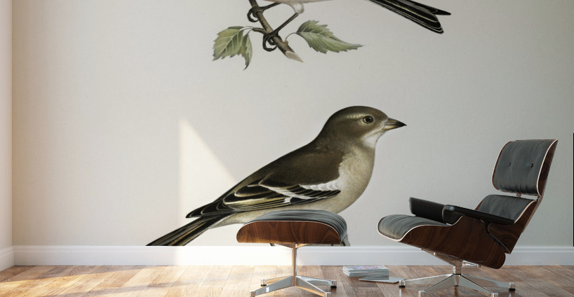 Chaffinch male Fringilla coelebs Wall Murals