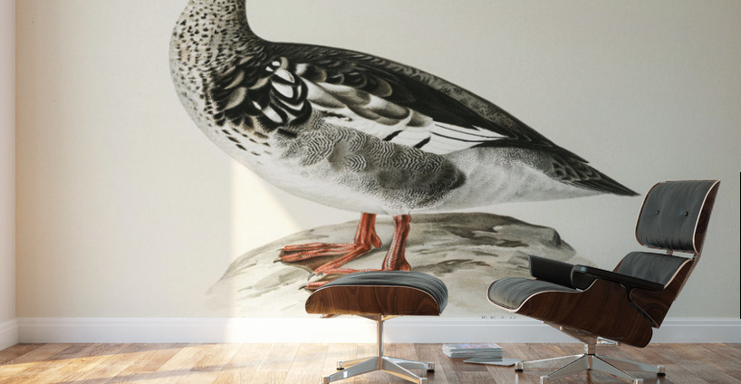 Mergus serrator Wall Murals