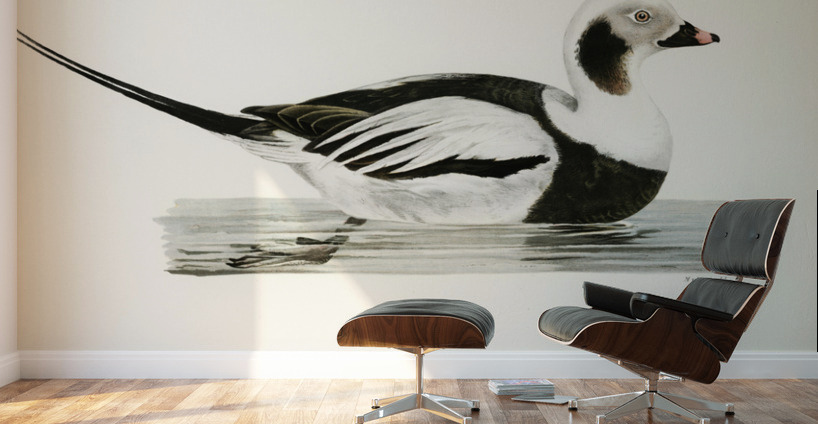 Long-tailed Duck male Harelda hyemalis Wall Murals