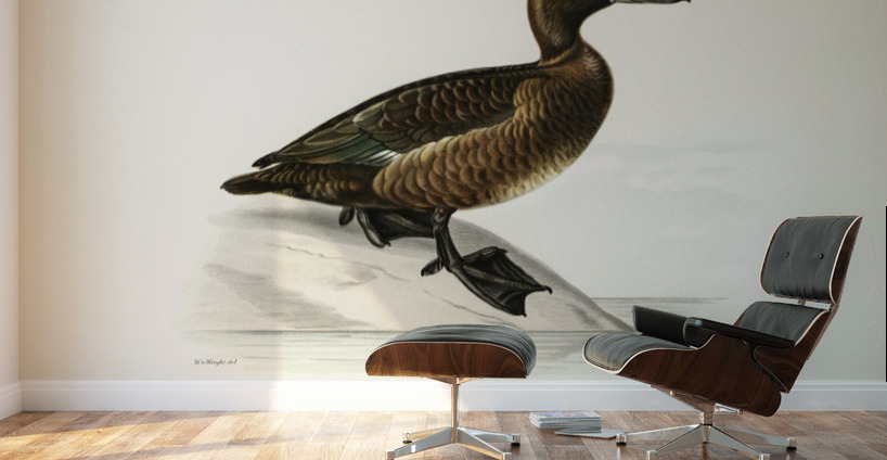 Ferruginous duck female Nyroca fuligule Wall Murals