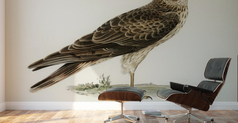 Pale Harrier Pallid Harrier female Circus macrourus Wall Murals