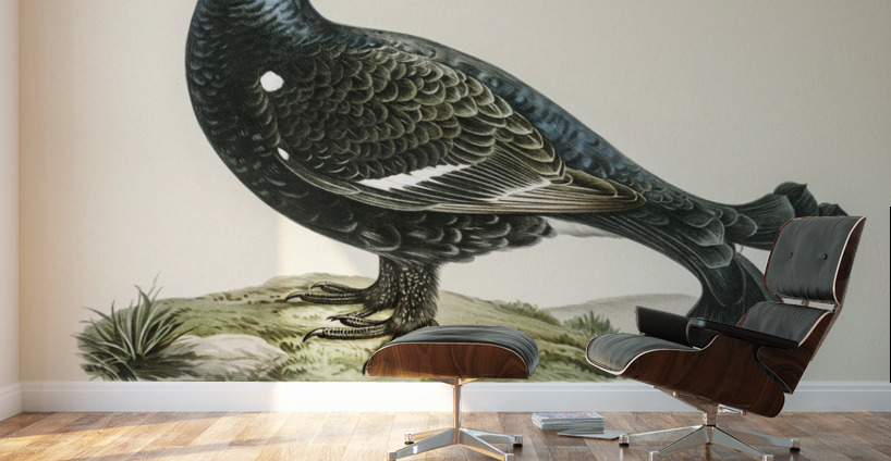 Black grouse Lyrurus tetrix Wall Murals