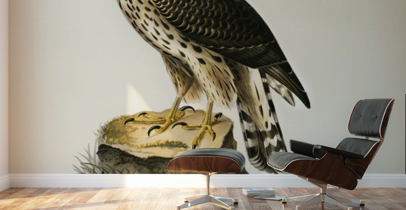 Goshawk Accipiter gentilis Wall Murals