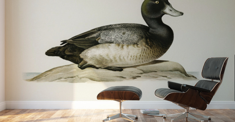 Greater Scaup Scaup female Nyroca marila Wall Murals