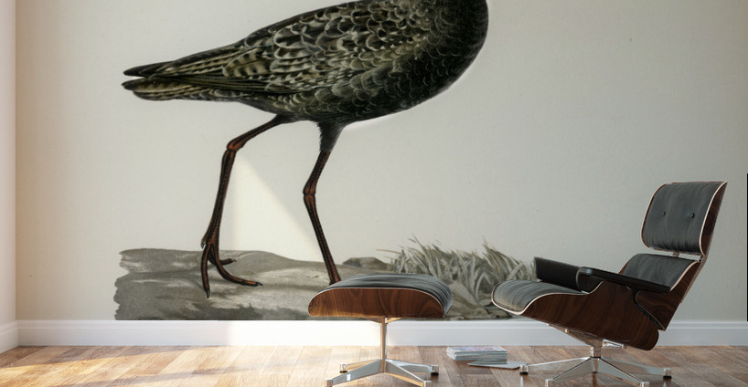 Spotted redshank Totanus erythropus Wall Murals