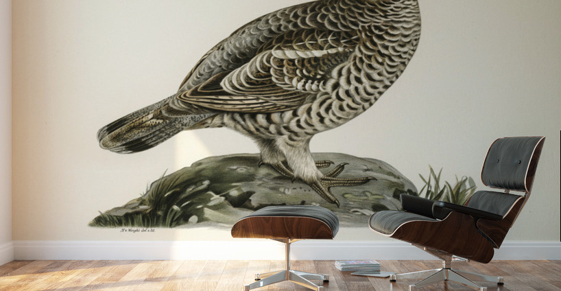 Hazel grouse Tetrastes Bonasia Wall Murals