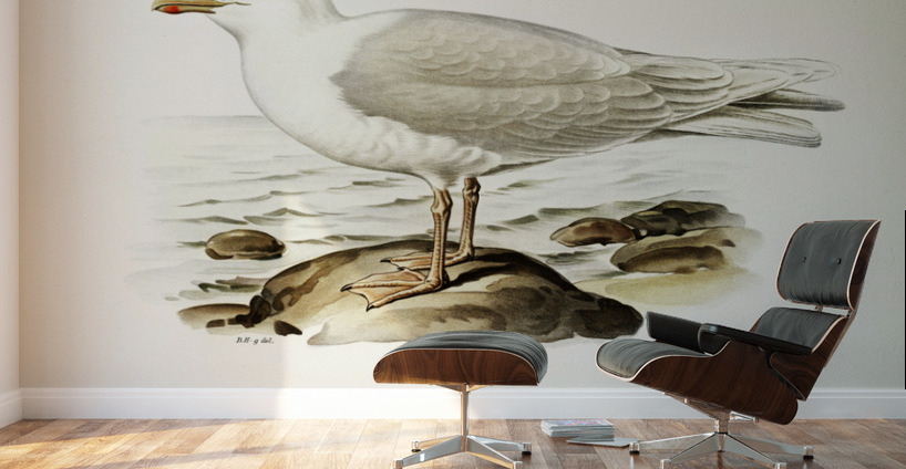 Glaucous gull ♂ Larus hyperboreus Wall Murals