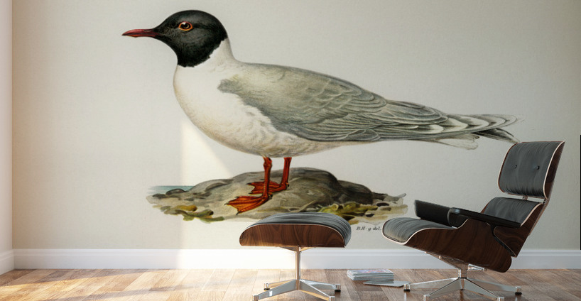 Little gull Larus minutus Wall Murals
