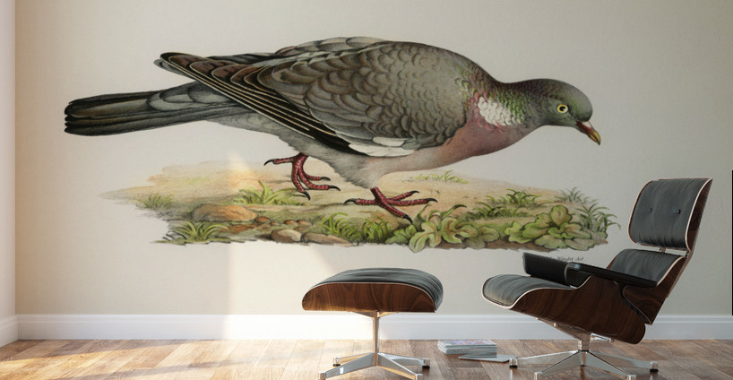 Little gull Larus minutus Wall Murals