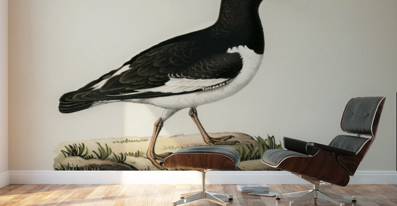 Eurasian oystercatcher ♀ Haematopus ostralegus Wall Murals