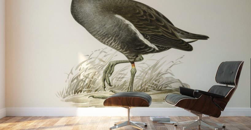 Common moorhen gallinula chloropus Wall Murals