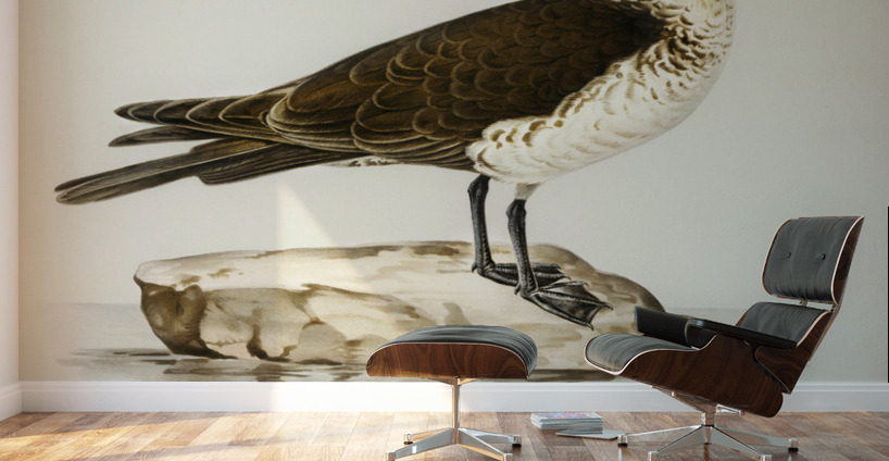 Pomarine jaeger Stercorarius pomarinus Wall Murals