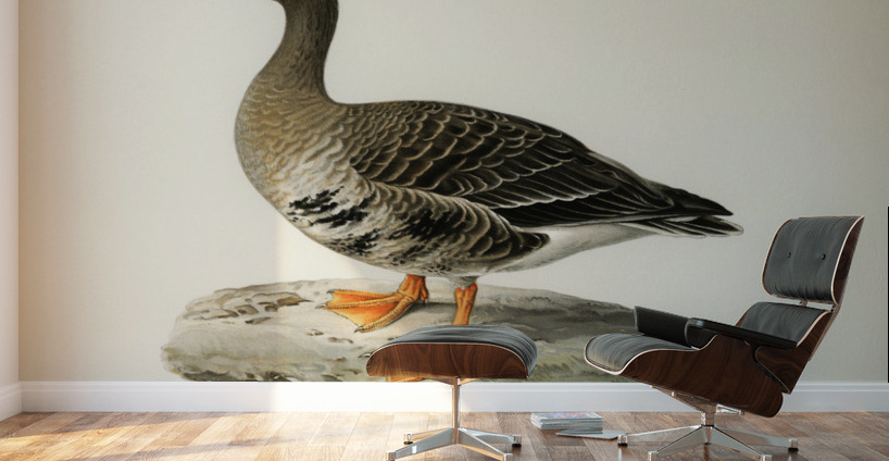 Greater White-fronted Goose Anser albifrons Wall Murals