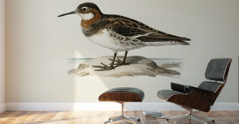 Red-necked Phalarope lobipes lobatus Wall Murals