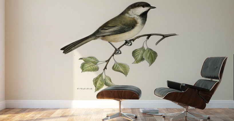 Temminck&39s Stint tringa temminckii Wall Murals