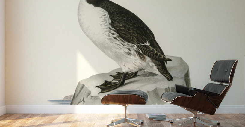 Uria troille Wall Murals