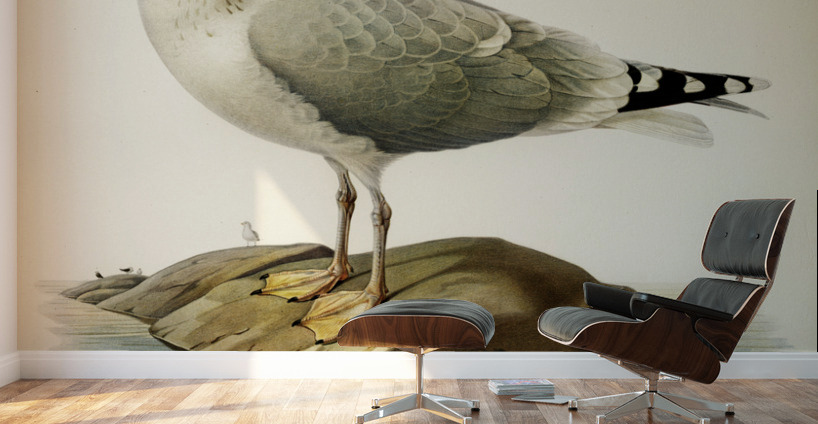 European herring gull Larus argentatus Wall Murals