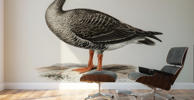 Anser erythropus ♂ Wall Murals