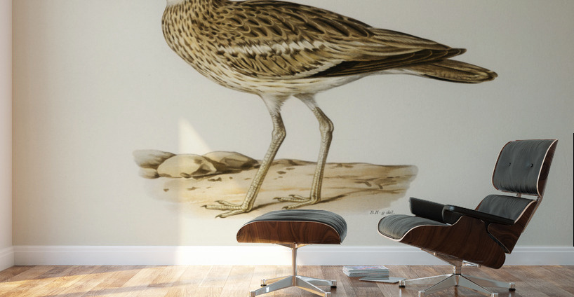 Eurasian stone curlew burhinus oedicnemus Wall Murals