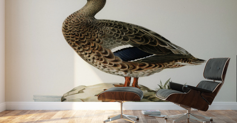 Boreal Owl Tengmalm&39s Owl Aegolius funereus Wall Murals