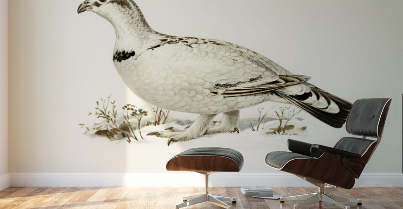 Hybrid between Western capercaillie and Willow ptarmigan Tetrao urogallus x lagopus lagopus Wall Murals