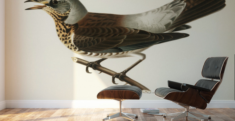 Fieldfare Turdus pilaris Wall Murals
