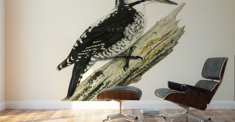 Three-toed woodpecker Picoides Tridactylu Wall Murals