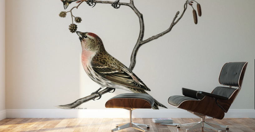 common linnet Acanthis linaria Wall Murals