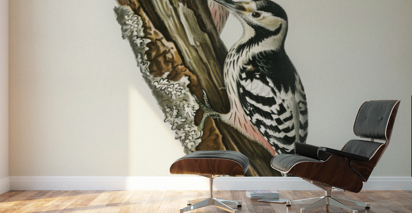 White-backed woodpecker 1♀  2♂ Dryobates leucotus Wall Murals