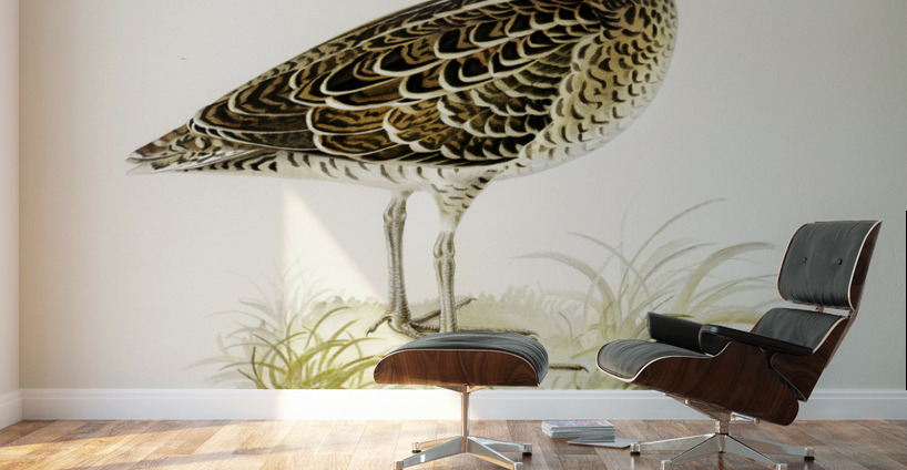 Great snipe Capella media Wall Murals