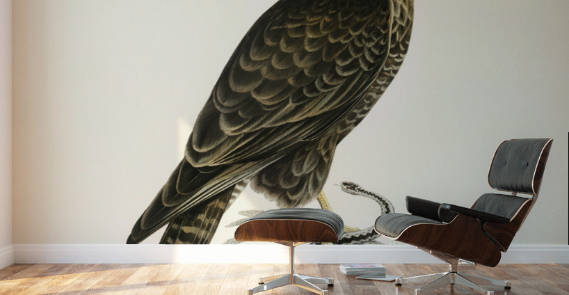 Common Buzzard BUTEO BUTEO Wall Murals