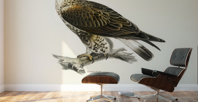 Rough-legged Hawk TRIORCHIS LAGOPUS Wall Murals