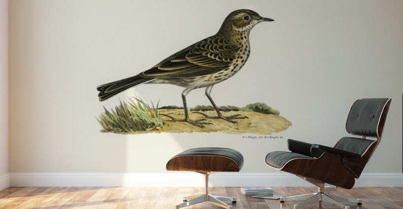 Meadow pipit Anthus pratensis Wall Murals