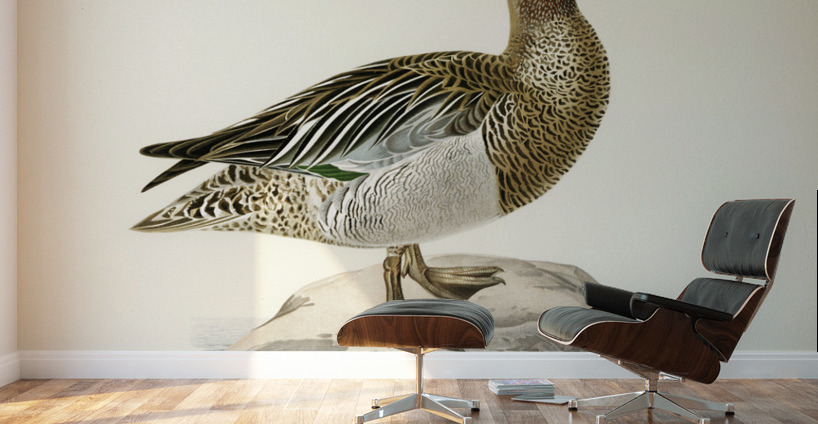 Garganey male Anas querquedula Wall Murals