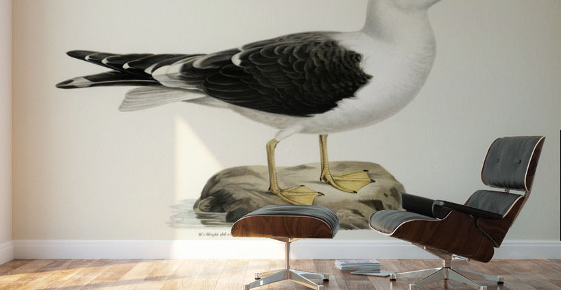 Lesser blak-backed gull Larus fuscus Wall Murals