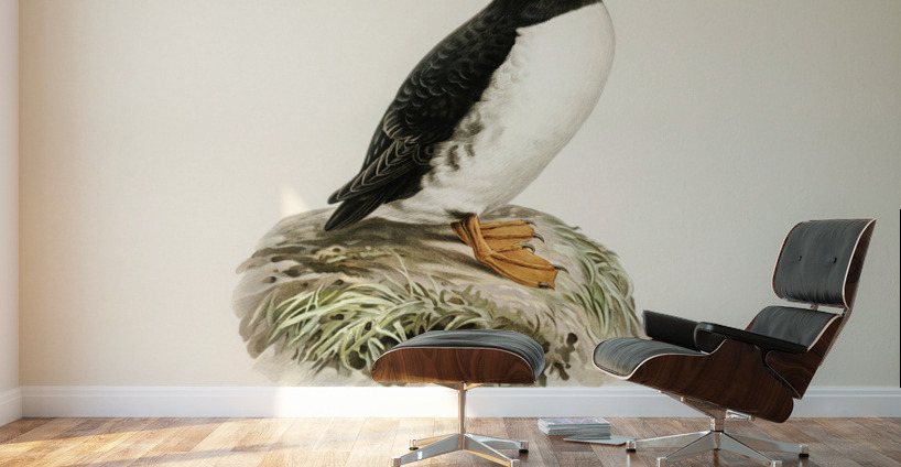Atlantic puffin Fratercula arctica Wall Murals