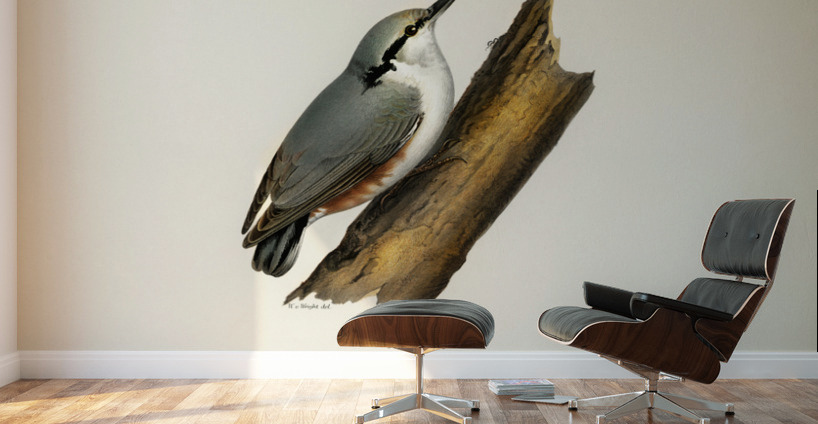 SITTA EUROPAEA LIN Wall Murals