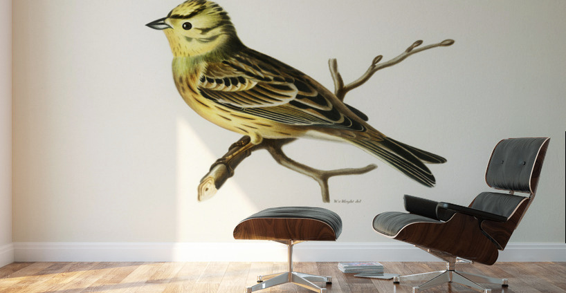 Yellowhammer male Emberiza citrinella Wall Murals