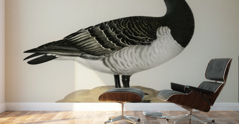 Barnacle Goose BRANTA LEUCOPSIS Wall Murals