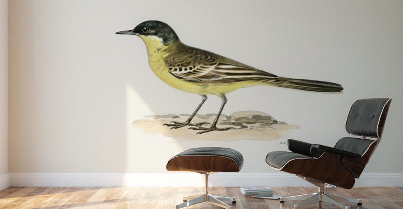Grey-headed Wagtail MOTACILLA BUDYTES FLAVA THUNBERGI Wall Murals